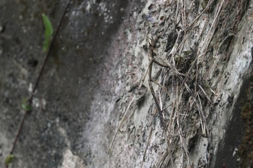 狹腹灰蜻 (杜松蜻蜓) 狹腹灰蜻 (杜松蜻蜓)