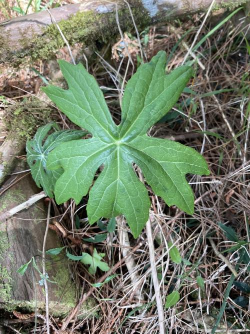 高山破傘菊 高山破傘菊