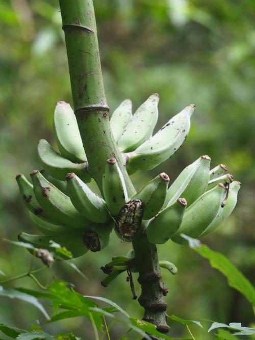 拔蕉 拔蕉