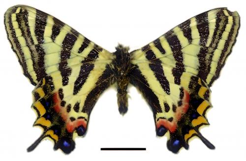 Luehdorfia japonica formosana Rothschild, 1918 日本虎鳳蝶 Luehdorfia japonica formosana Rothschild, 1918 日本虎鳳蝶