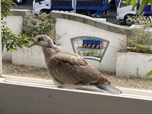 紅鳩 紅鳩