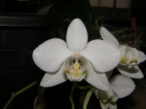 Phalaenopsis aphrodite subsp. formosana