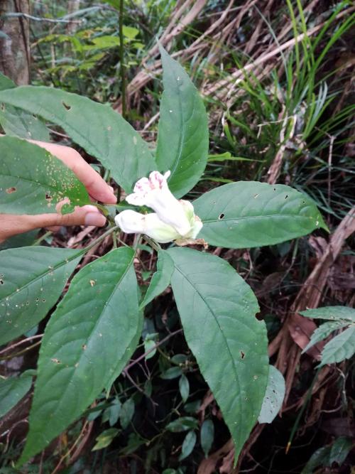 角桐草 角桐草