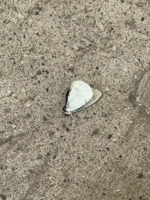 白粉蝶 白粉蝶