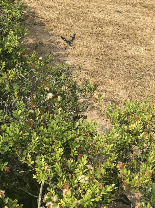 斑鳳蝶