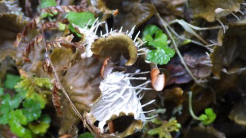 Peltigera neopolydactyla(長根地卷)