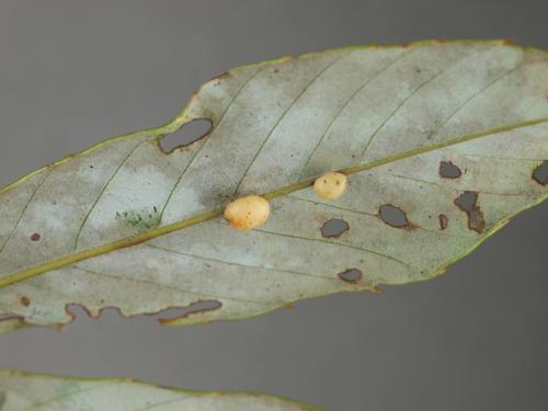 Saphonecrus saliciniai 所寄生之蟲癭 Saphonecrus saliciniai 所寄生之蟲癭