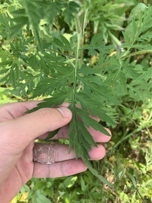 豬草