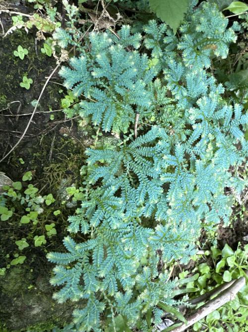 翠雲草 翠雲草
