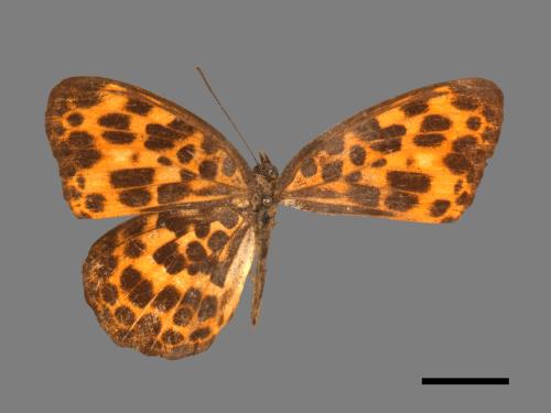 Timelaea albescens formosana[豹紋蝶][00014180]