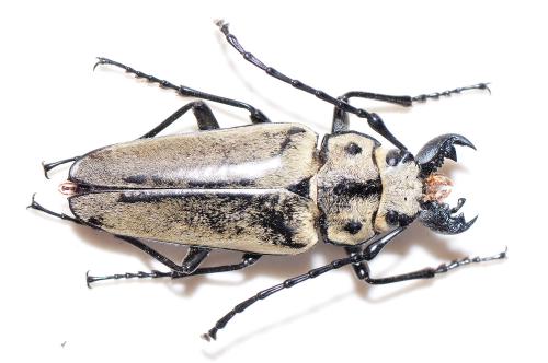 擬鍬形蟲 Trictenotomidae 擬鍬形蟲 Trictenotomidae