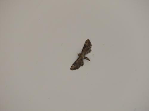 Mesoptila melanolopha