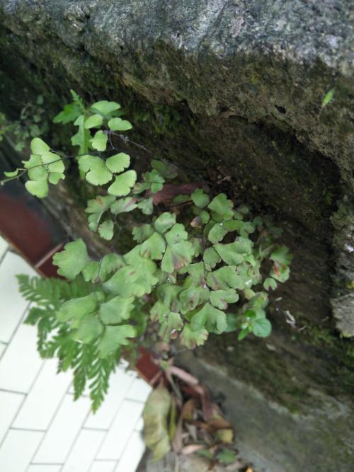 鐵線蕨 鐵線蕨