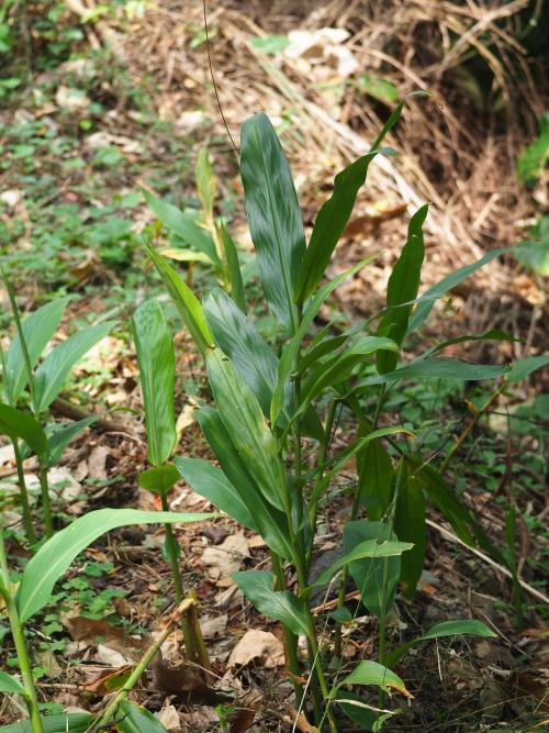 野薑花 野薑花