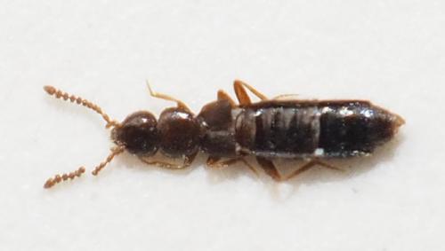 Atheta-taiwanensis Atheta-taiwanensis