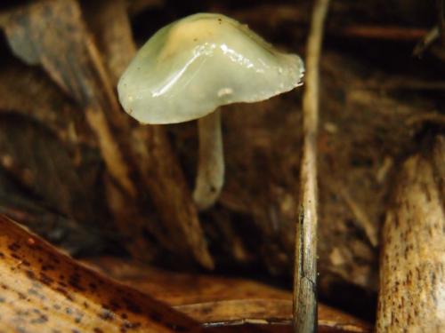 Hygrocybe psittacina(青綠濕傘)