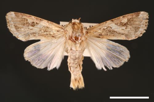 Spodoptera litura[斜紋夜蛾][00002794]