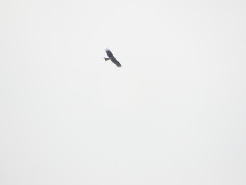 黑鳶 黑鳶