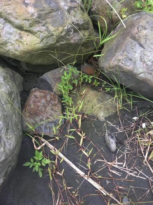 兩耳草 兩耳草