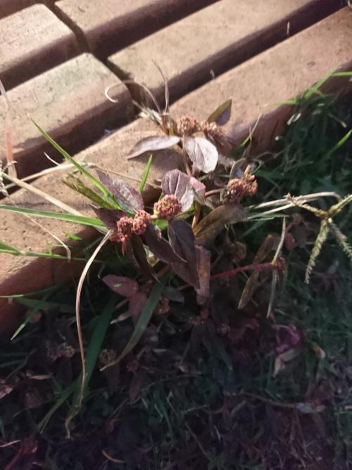 飛揚草 飛揚草