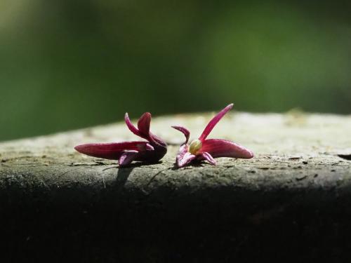 紫花野木瓜