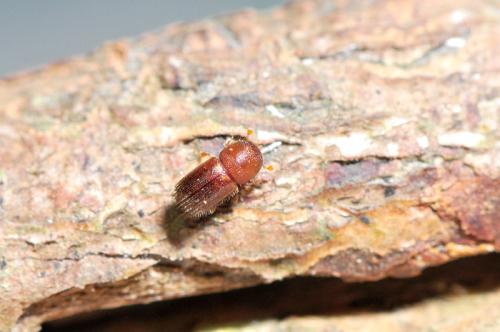 Ambrosiodmus rubricollis (Eichhoff, 1875) 細瘤粗胸小蠹