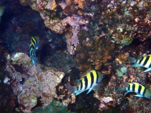 條紋豆娘魚 條紋豆娘魚