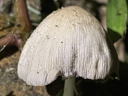 墨汁鬼傘 墨汁鬼傘