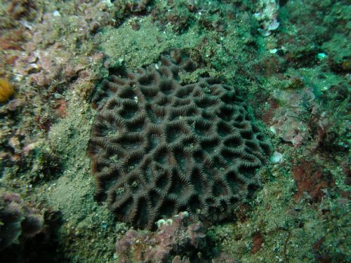 隱藏角菊珊瑚