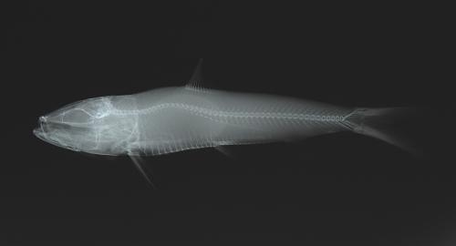 ASIZP0065029