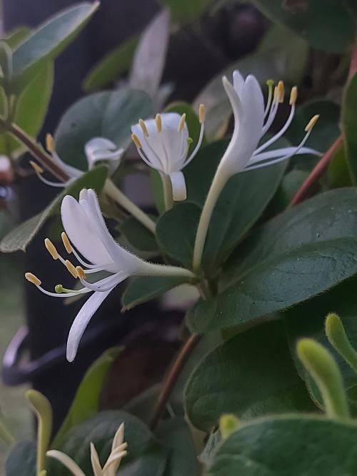 金銀花