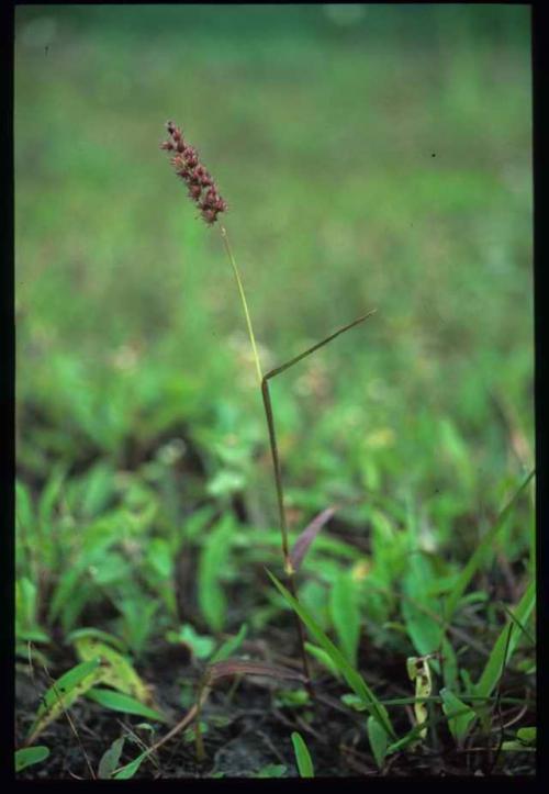 蒺藜草