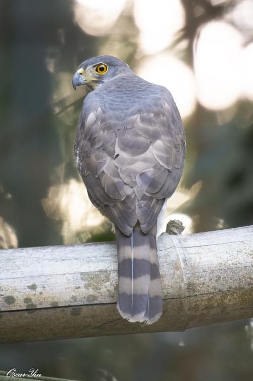 鳳頭蒼鷹(台灣亞種) 鳳頭蒼鷹(台灣亞種)