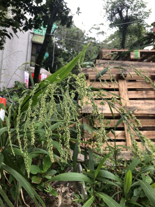 棕葉狗尾草