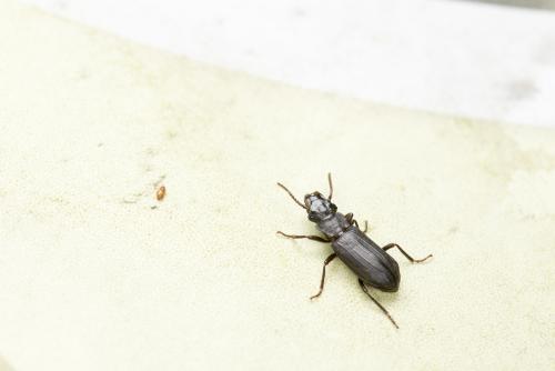 Pseudozaena orientalis opaca