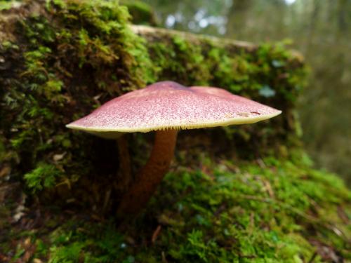 Tricholomopsis rutilans(赭紅擬口蘑)