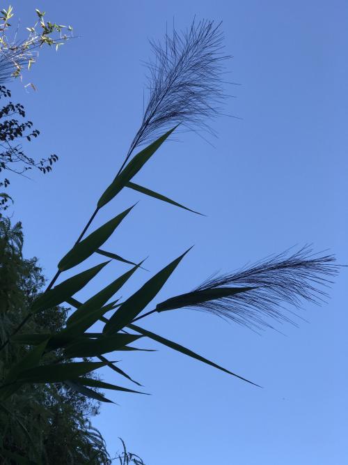 棕葉蘆