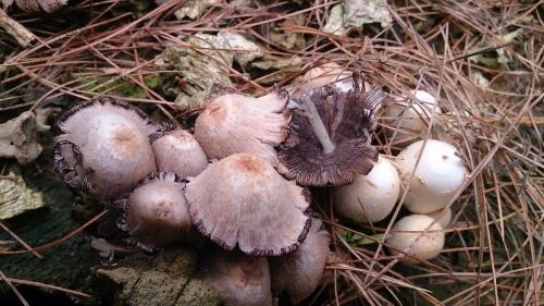 Coprinopsis sp.1(橘貓似鬼傘)