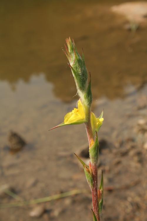 田蔥-Philydraceae田蔥科-田蔥屬-Philydrum lanuginosum-20080830~31宜蘭-員山(雙連埤-雷公埤)-單子葉-IMG_9702 田蔥-Philydraceae田蔥科-田蔥屬-Philydrum lanuginosum-20080830~31宜蘭-員山(雙連埤-雷公埤)-單子葉-IMG_9702