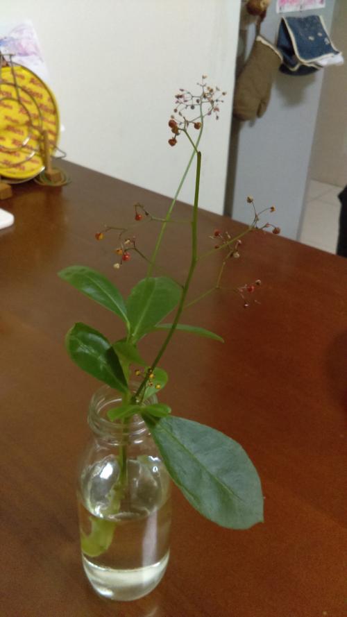 土人蔘