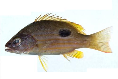 ASIZP0064933 ASIZP0064933