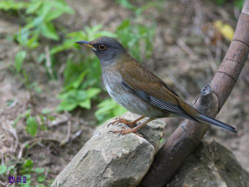 20091206_380407_Pale_Thrush_2037.jpg