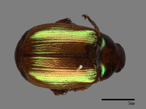 Mimela testaceoviridis[黃艷金龜][00084224]