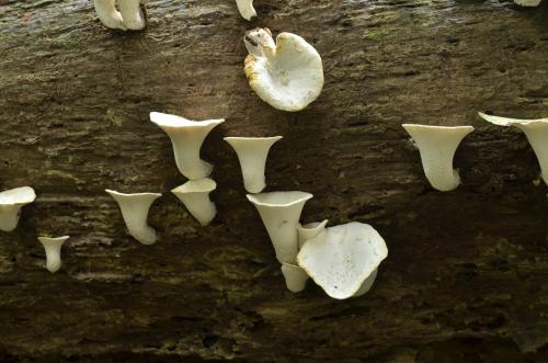 Polyporus admirabilis(多班多孔菌)