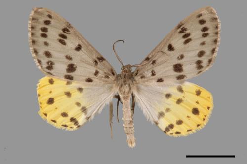 Arichanna postflava[灰星尺蛾][00056719]