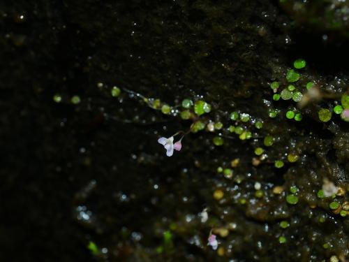圓葉挖耳草
