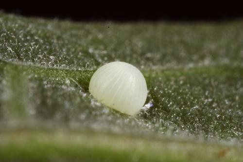 Choaspes xanthopogon chrysopterus