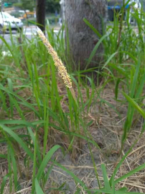 白茅 (茅針 茅根 茅草)