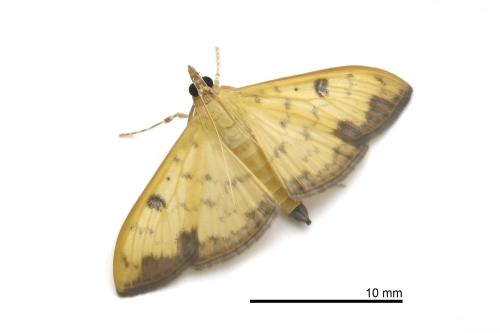 Botyodes diniasalis