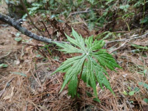 高山破傘菊 高山破傘菊